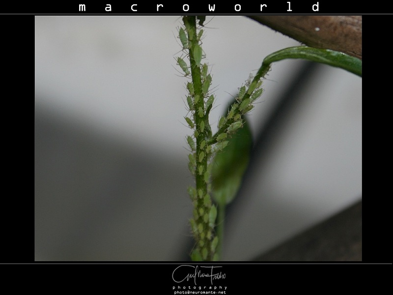 bugslife-2.jpg