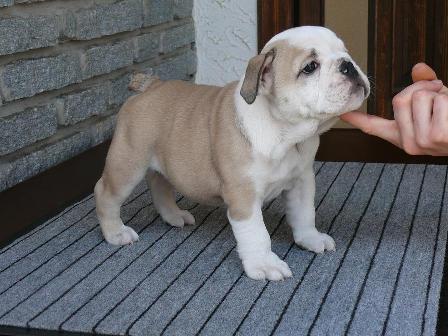 bulldog.JPG