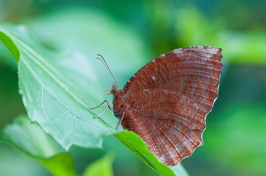 Butterfly3-2.jpg
