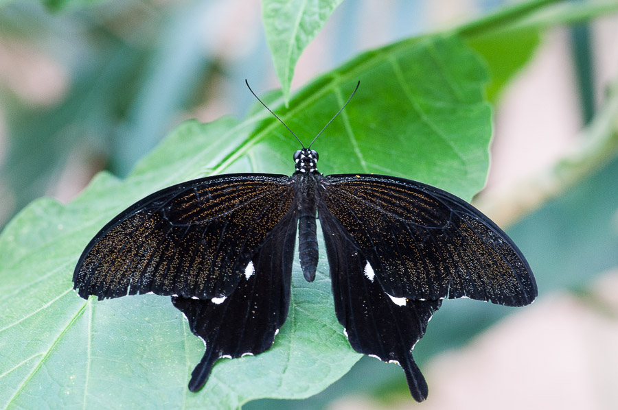 Butterfly4.jpg