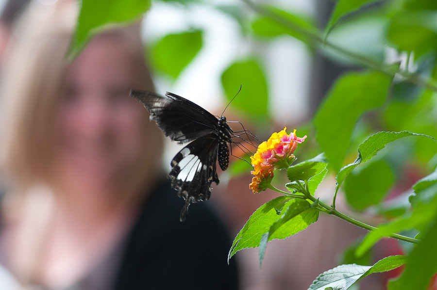 Butterfly5.jpg
