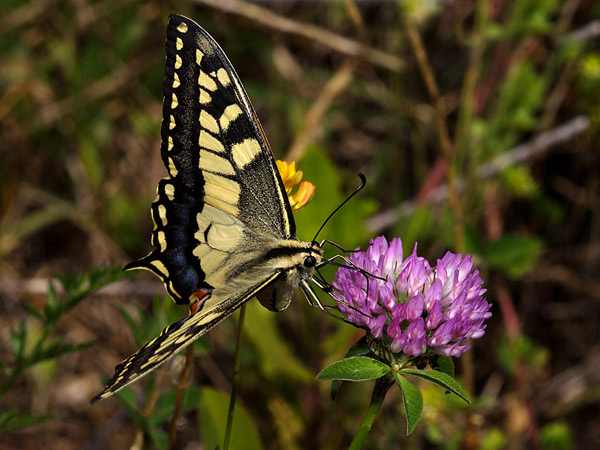 butterfly.jpg
