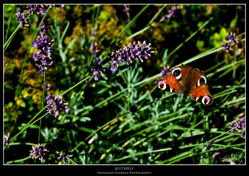 butterfly_800.jpg