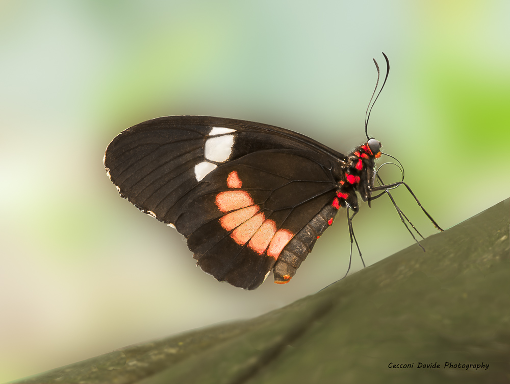 ButterflylastI.jpg