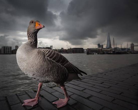 Bwpa 2014,the tourist win.jpg