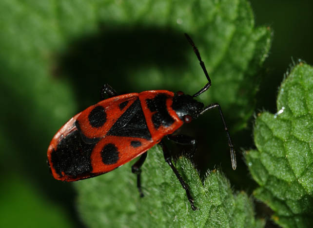 BZ050138.jpg