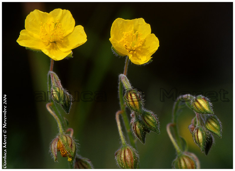 C-Fiore-giallo-Tramonte-orr.jpg