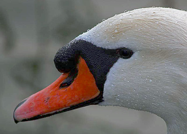 C-Magnatti.jpg