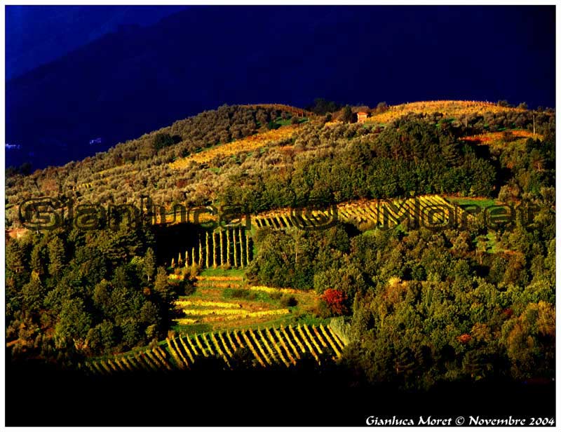 C-Vigneti-Morianese.jpg