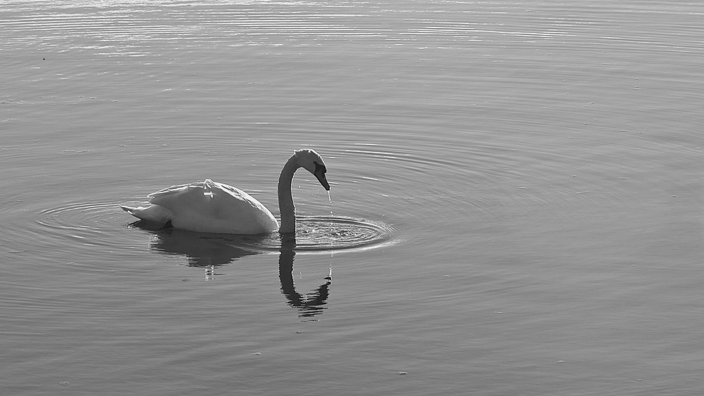 C..di cignob&w.jpeg