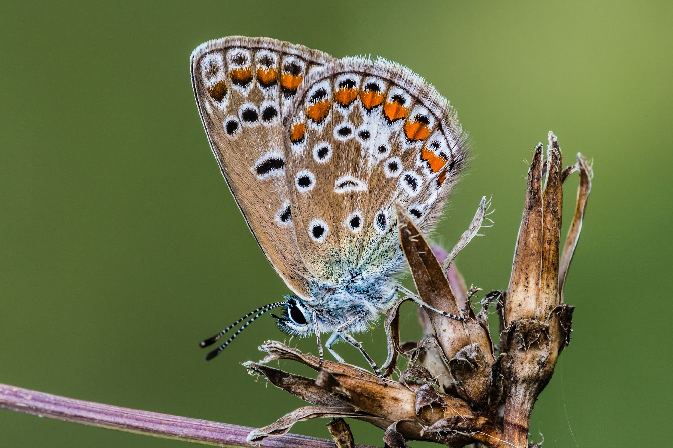 C14-9699r.jpg