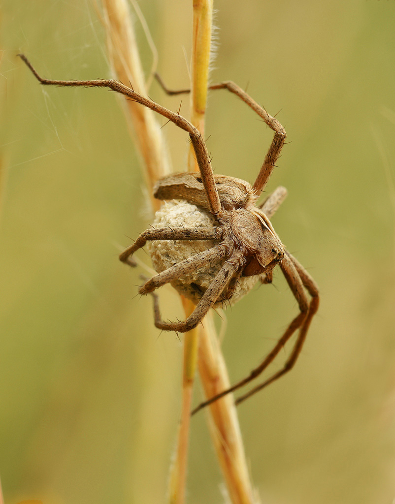 c3834pisaura.jpg
