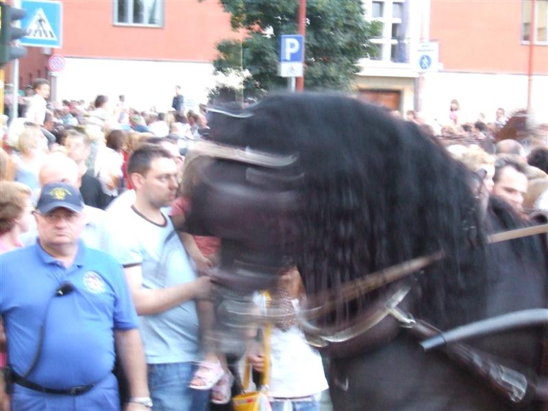 caballo.JPG