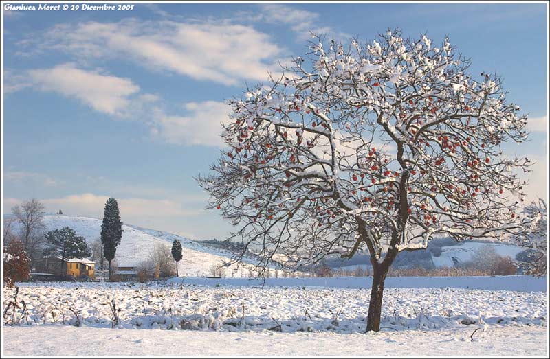 cachi-neve-ter_177.jpg