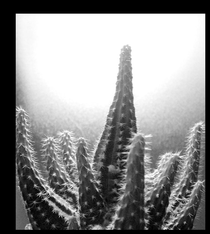 Cactus-bw.jpg