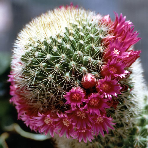 cactus.jpg