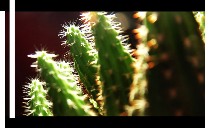 Cactus.jpg