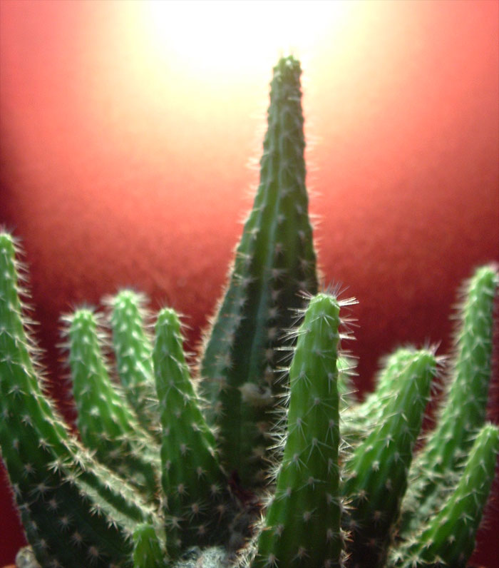 Cactus.jpg
