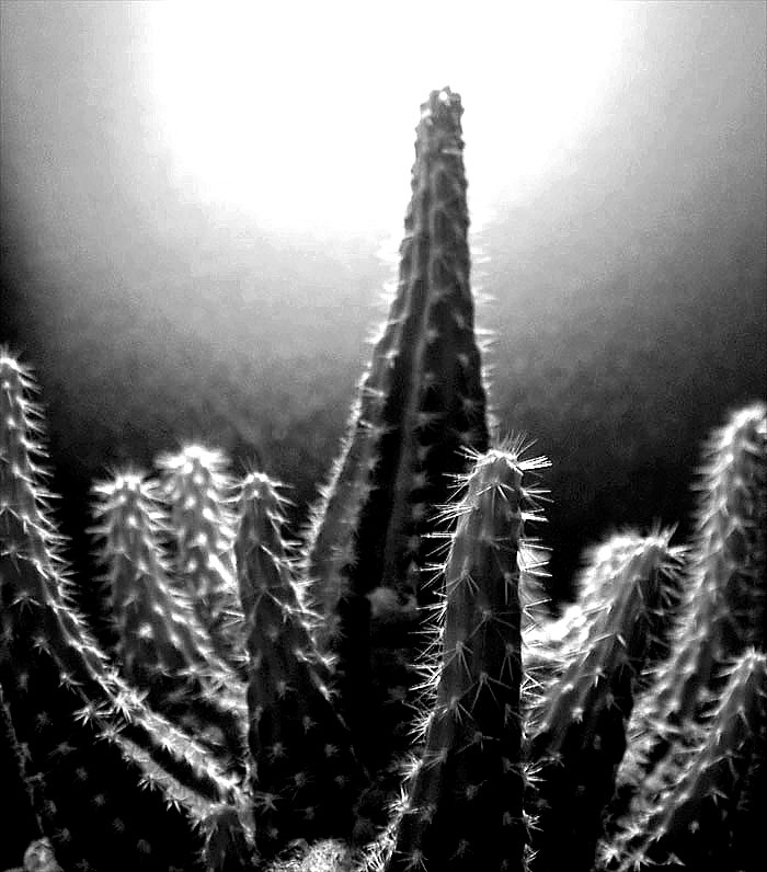 cactus_106hi.jpg