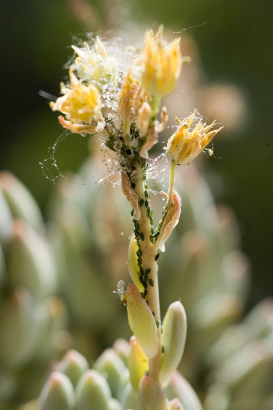 cactus_fiore_01.jpg