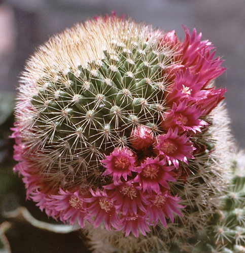 cactusno.jpg