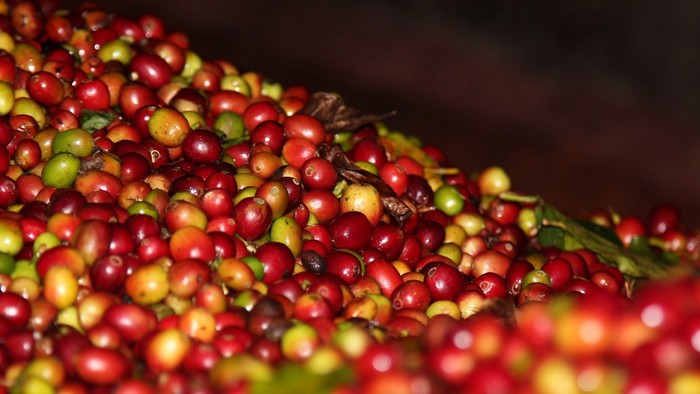 caffè 14.jpg.jpg