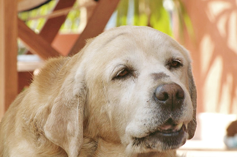 Cagnolone1.jpg
