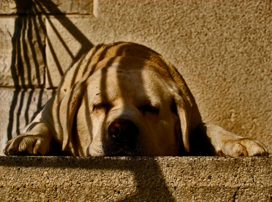 Cagnolone Revised.jpg