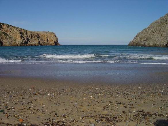 caladomestica.jpg