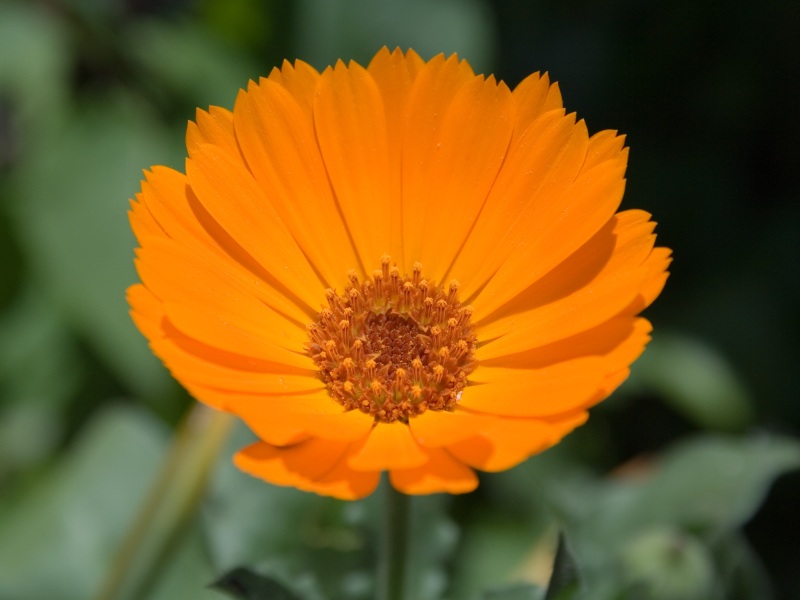 Calendulaweb.jpg