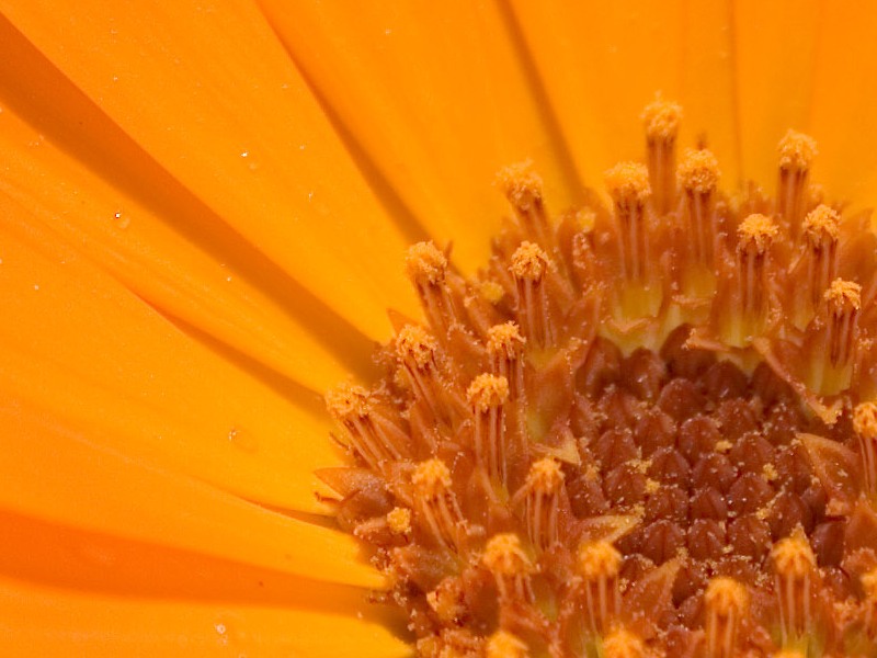 Calendulawebcrop.jpg
