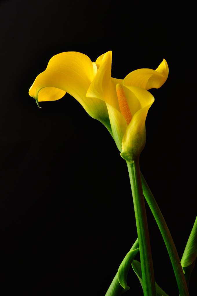 Calla2.jpg
