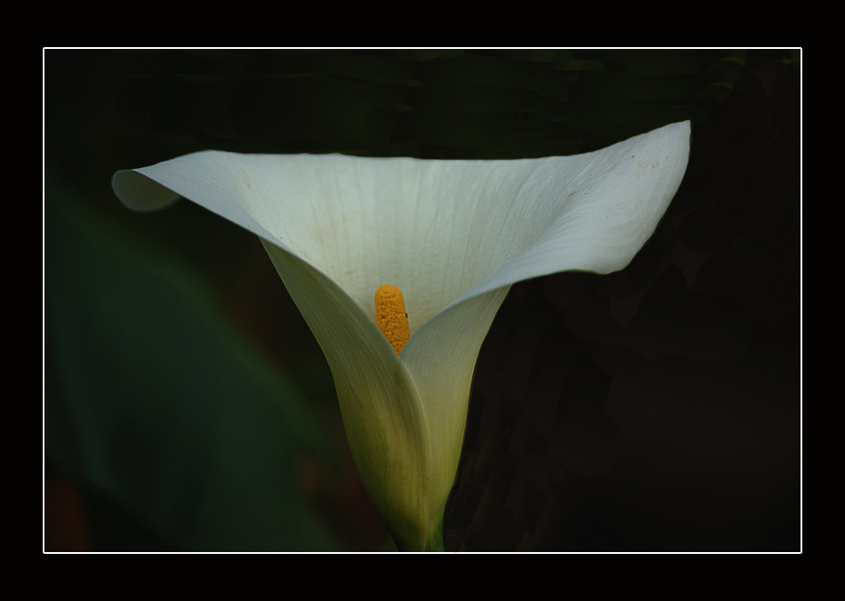 Calla.jpg