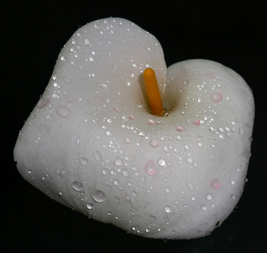 calla intera.jpg