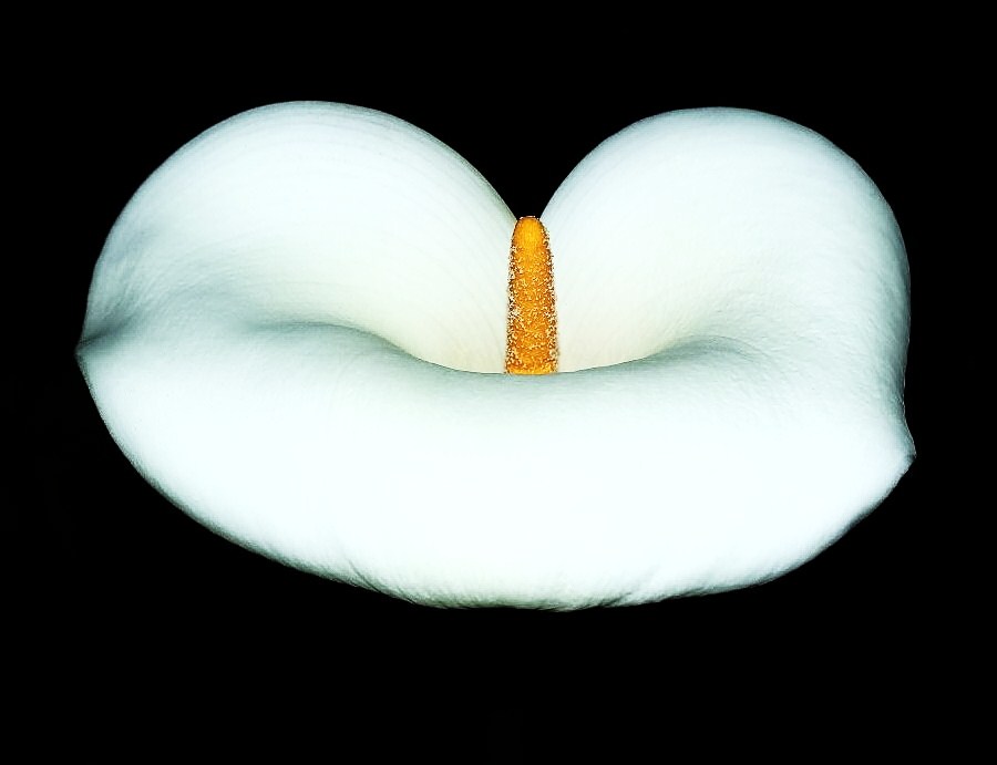 CALLA SENZA CORNICE.JPG
