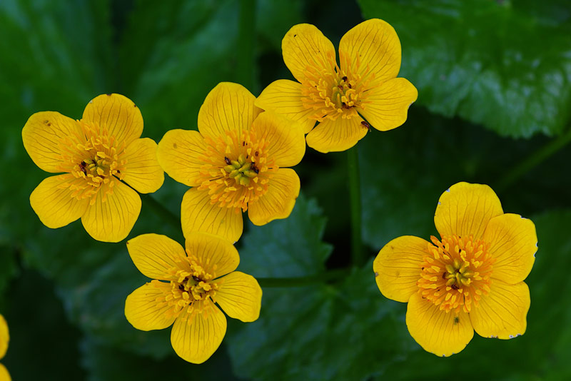 Caltha-original.jpg