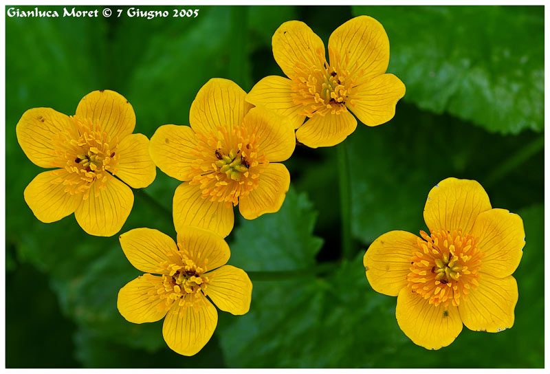 Caltha-palustris.jpg