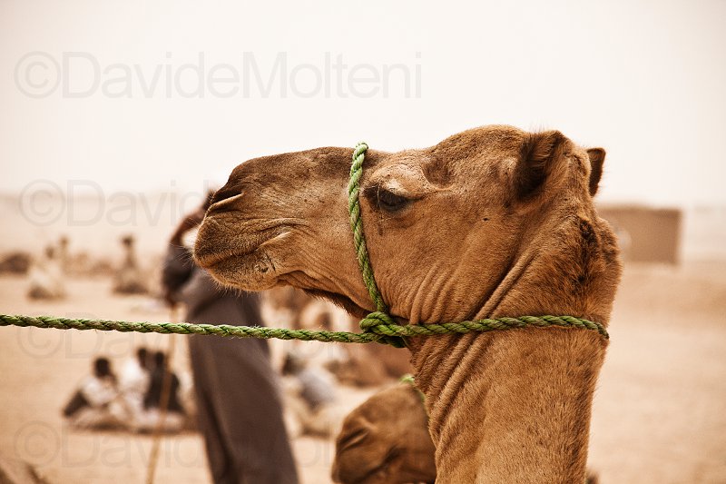 camel.jpg