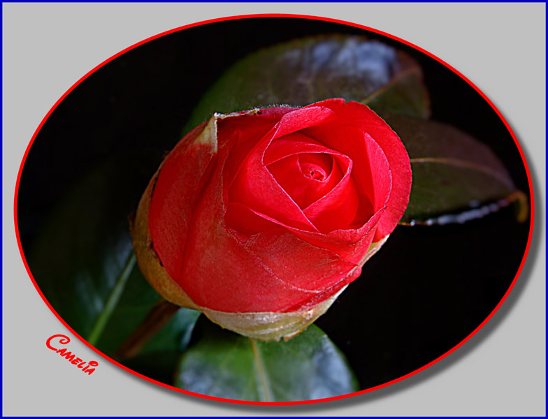 camelia3.jpg