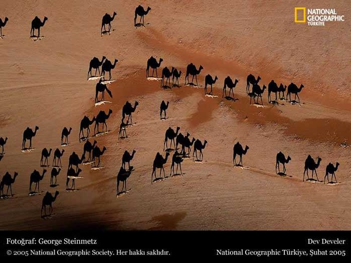 Camels.jpg