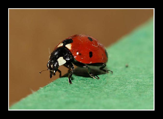 Camillo_0378 crop.jpg
