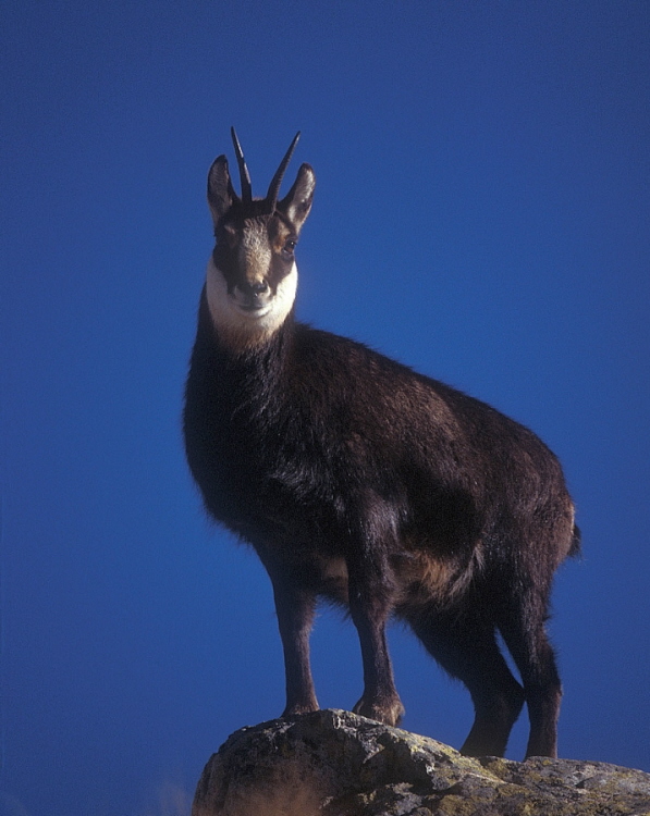 CAMOSCIO IN INVERNO.jpg