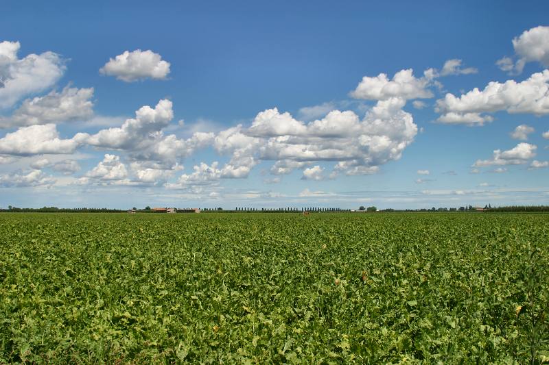 campagna.jpg