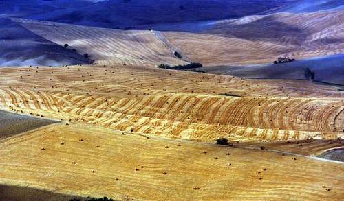 Campagna toscana-.JPG