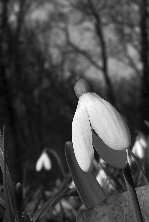 campanula-bw.jpg