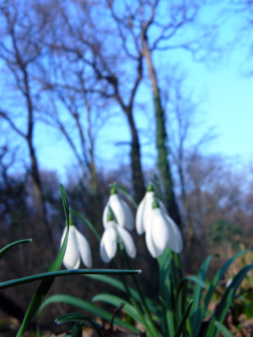 campanule-color.jpg