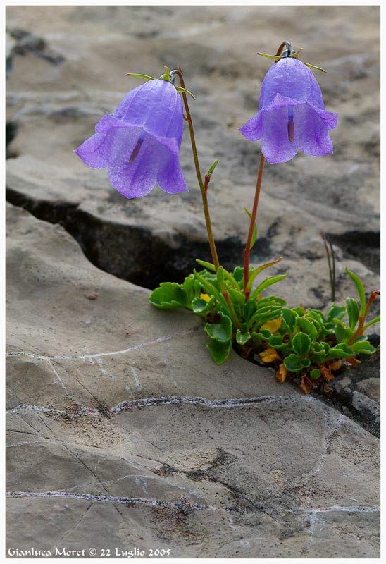 Campanule.jpg