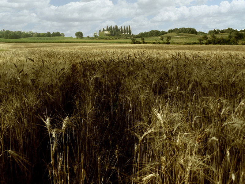 campo-di-grano200k.jpg