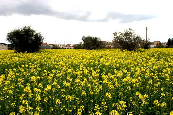 campo-giallo.jpg