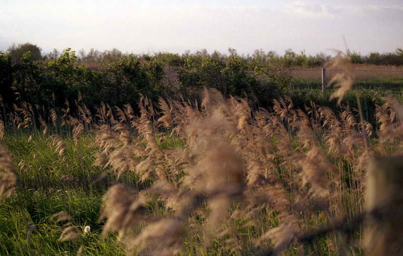 campo.jpg
